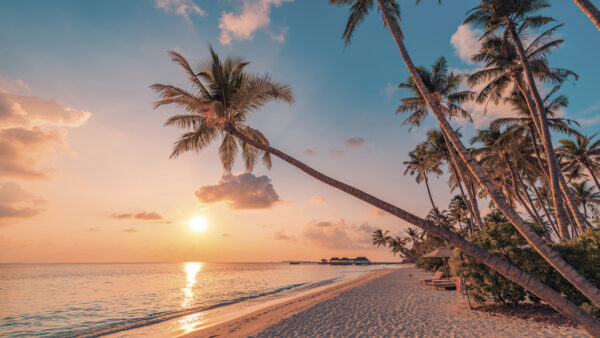 A beach with palm trees and a body of water A beach with palm trees and a body of water