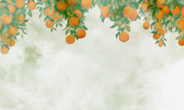 Oranges on a tree branch Oranges on a tree branch
