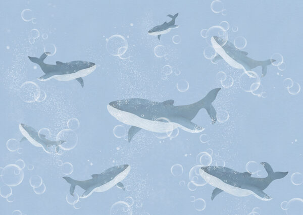 A group of whales swimming in water A group of whales swimming in water