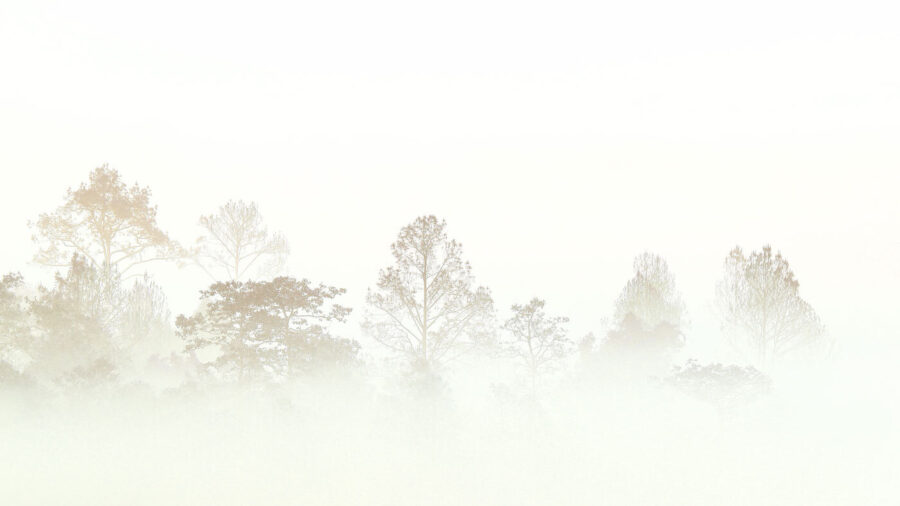 Wall murals Trees in the fog - Image 6