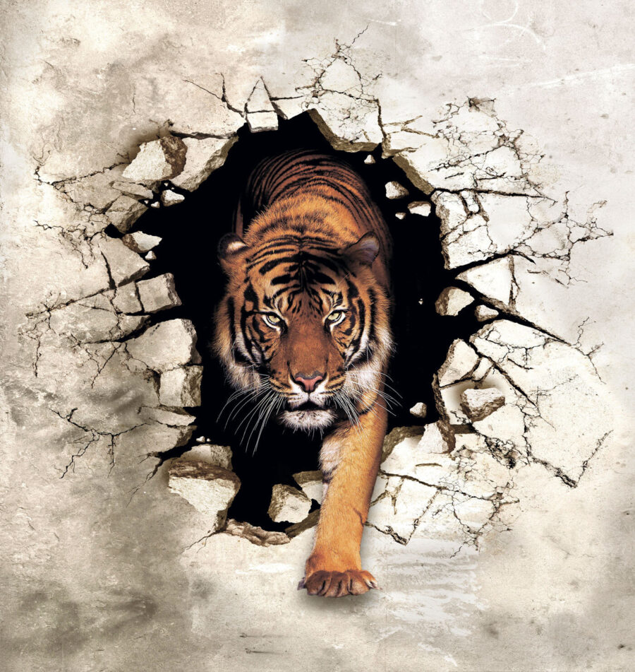 Tiger coming out of a hole in a wall