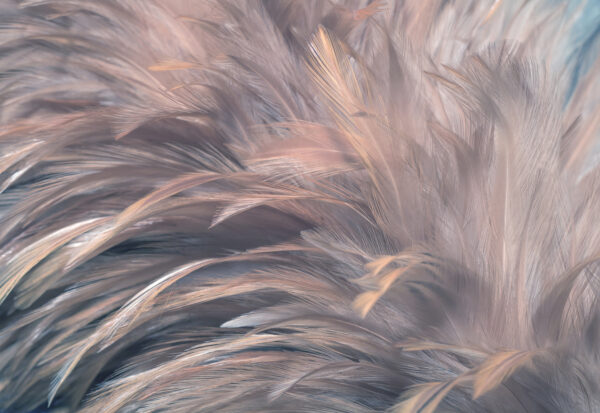 Soft and delicate feather textures. Soft and delicate feather textures.