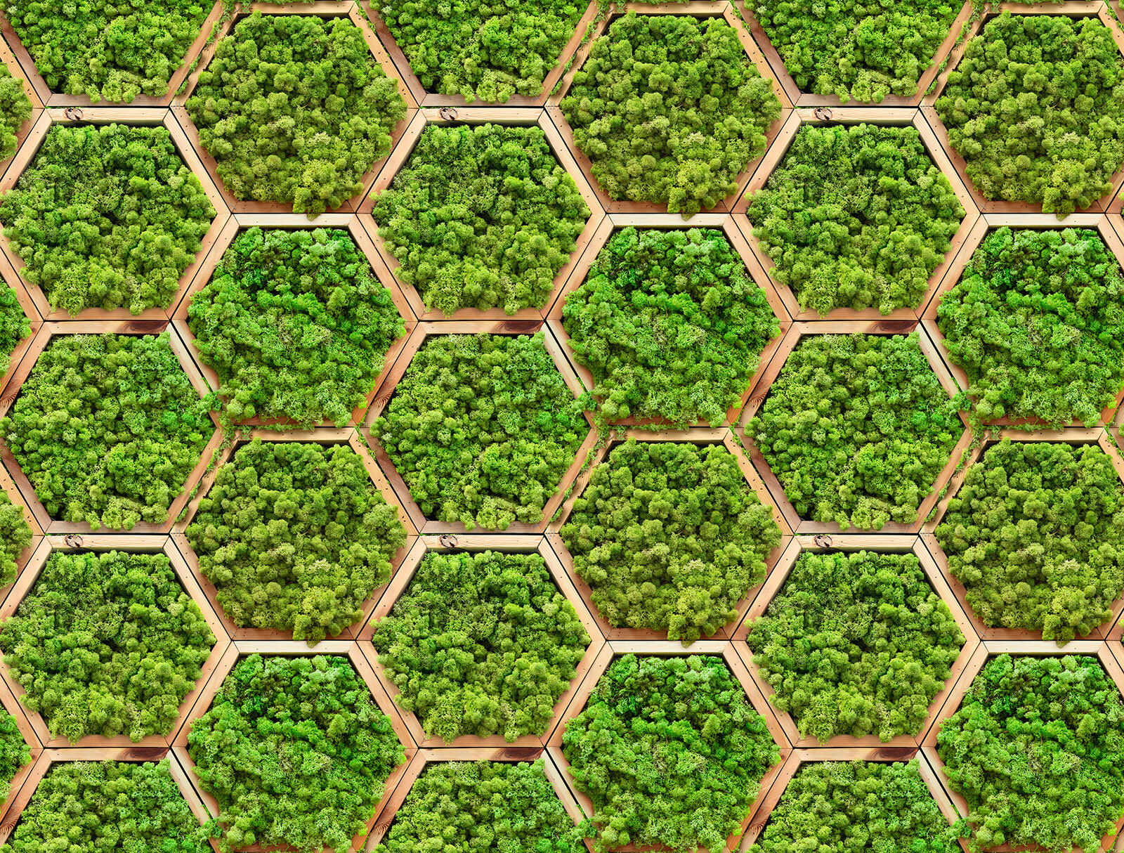 Wall of plants in hexagons Wall of plants in hexagons