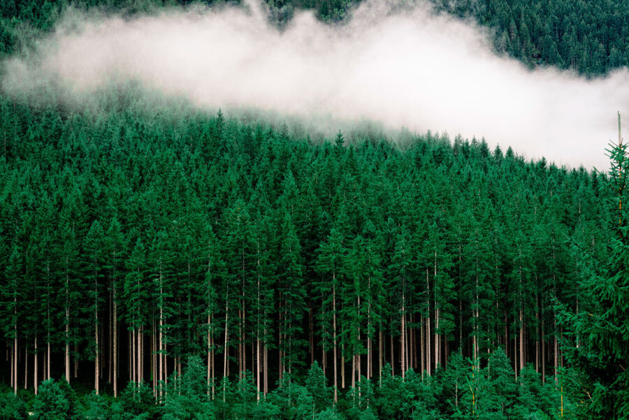 A forest of trees with fog