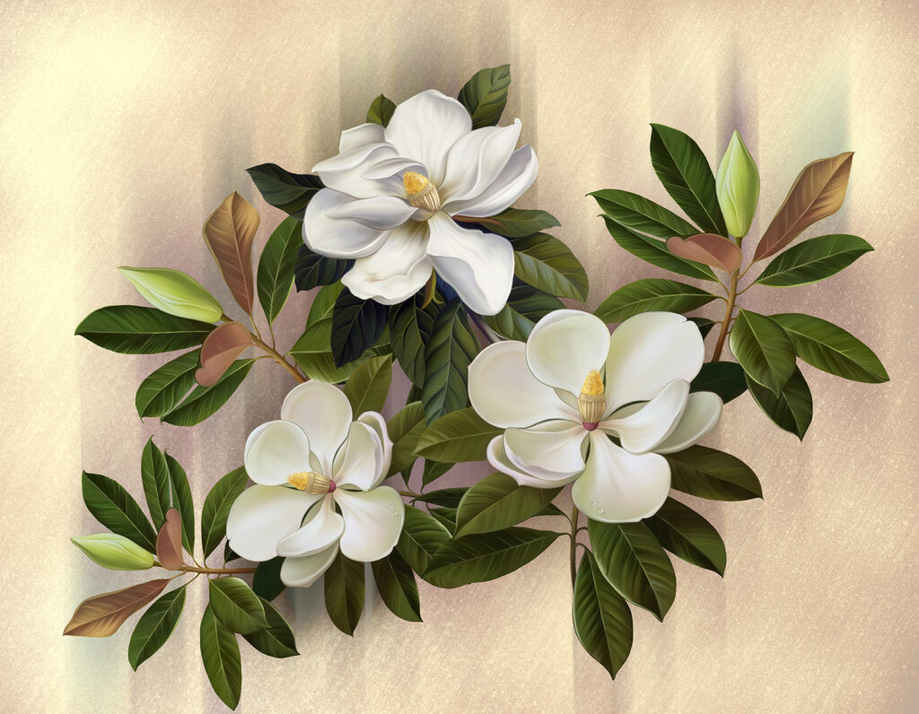 Beautiful magnolia blooms on display Beautiful magnolia blooms on display