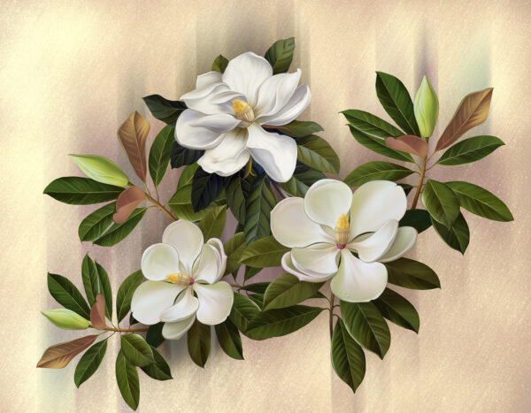 Beautiful magnolia blooms on display Beautiful magnolia blooms on display