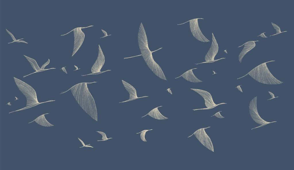 Group of birds flying Group of birds flying