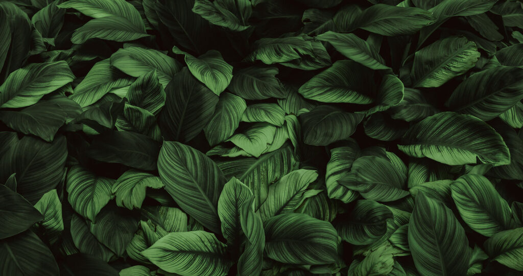 Large green leaves Large green leaves