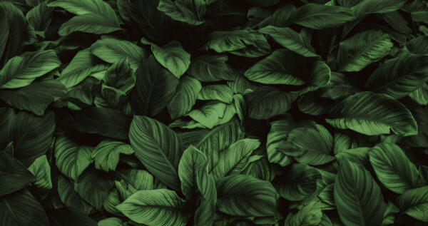 Large green leaves Large green leaves