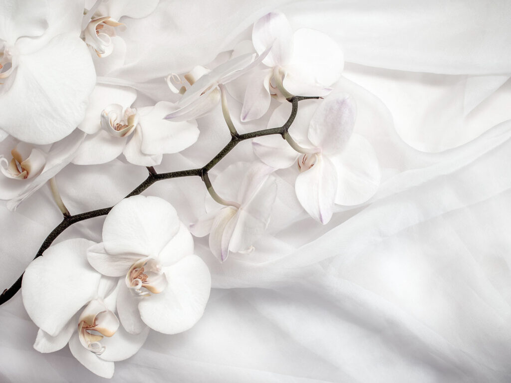 White orchids on a white fabric u94056p 1024x768 - White orchids on a white fabric