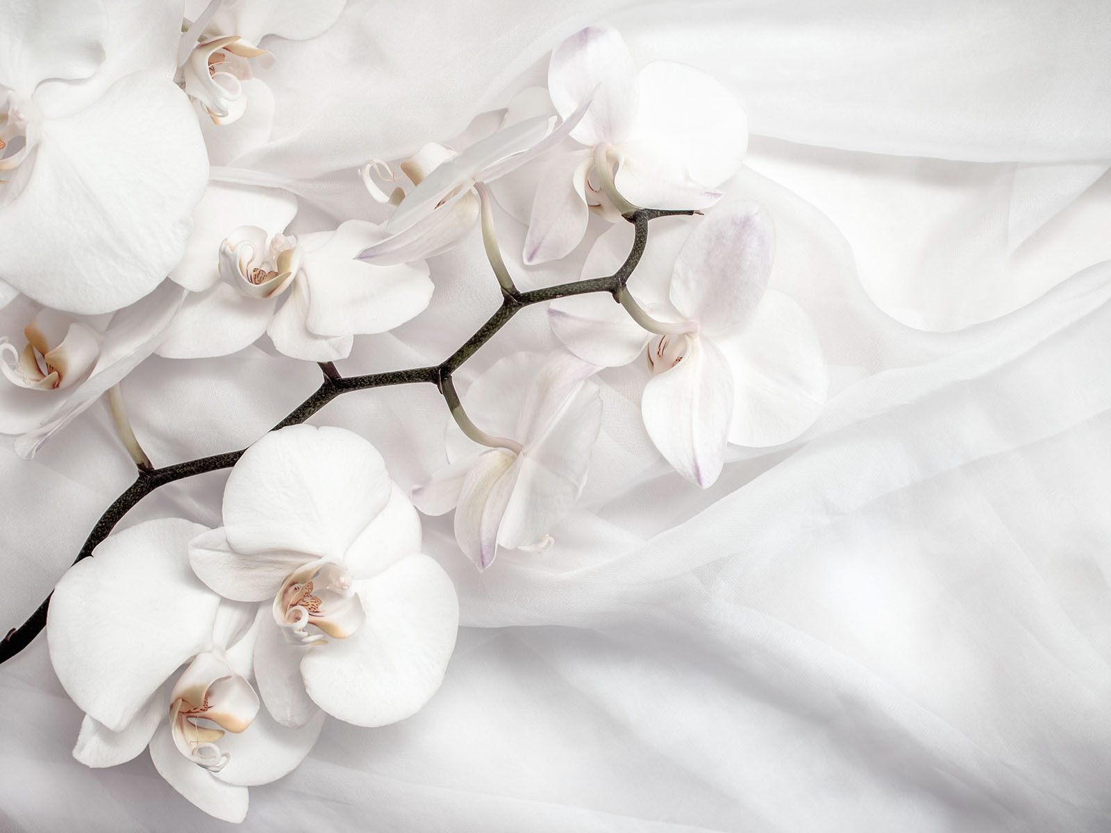 White orchids on a white fabric u94056p - White orchids on a white fabric