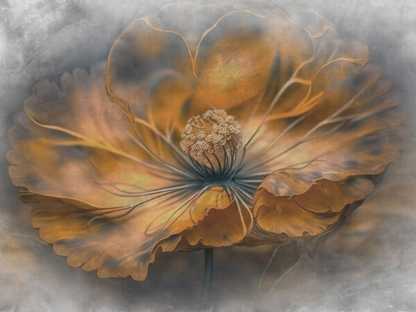 Delicate petals in warm hues. Delicate petals in warm hues.