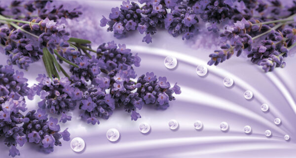 Lavender blooms in soft lavender hues Lavender blooms in soft lavender hues