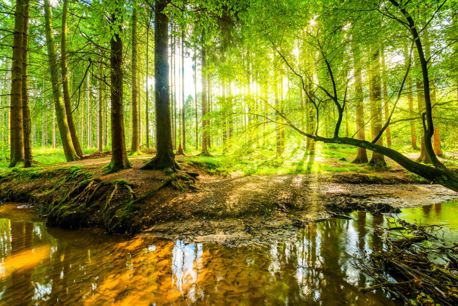 Stream in a forest