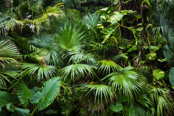 Group of green leaves Group of green leaves