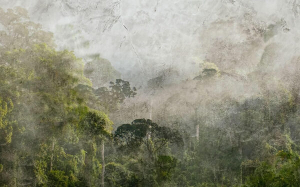 Foggy forest with trees u72816p 600x375 - Foggy forest with trees - tegory