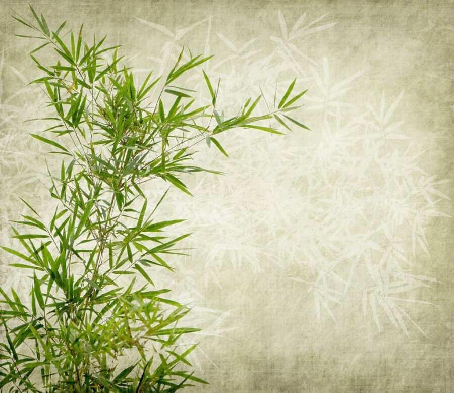 Lush bamboo against a textured background.
