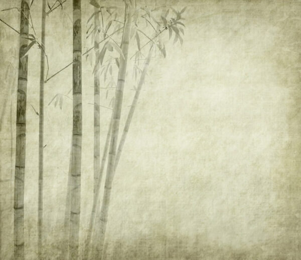 Group of bamboo trees Group of bamboo trees