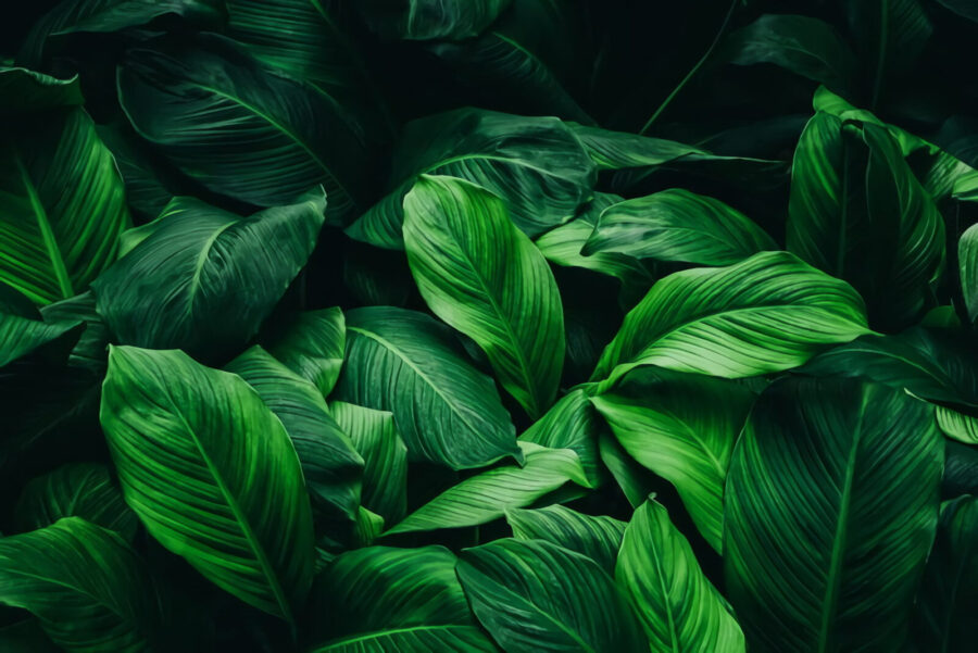 Group of large green leaves