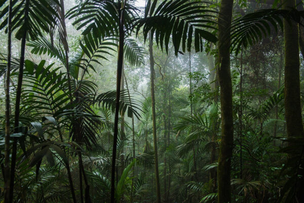 Dense forest with tall trees Dense forest with tall trees