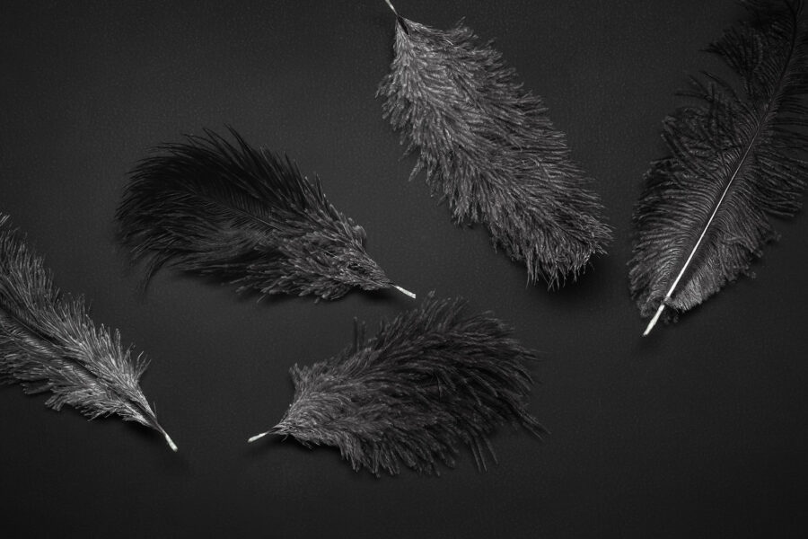 Group of black feathers