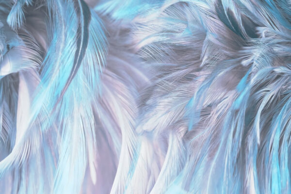 Soft pastel feathers in gentle waves. Soft pastel feathers in gentle waves.