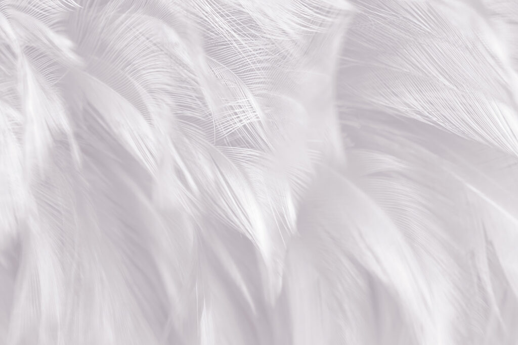 Delicate feathers blending softly together
