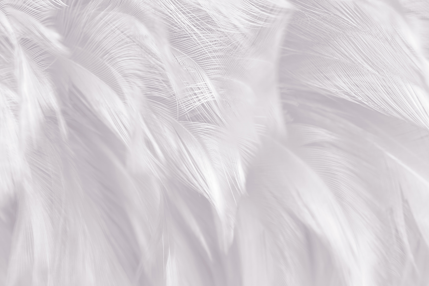 Delicate feathers blending softly together Delicate feathers blending softly together