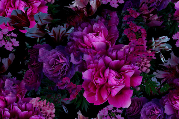 Group of purple flowers Group of purple flowers