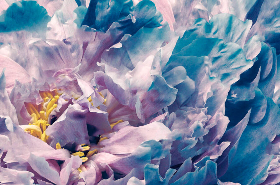 Delicate petals in soft hues