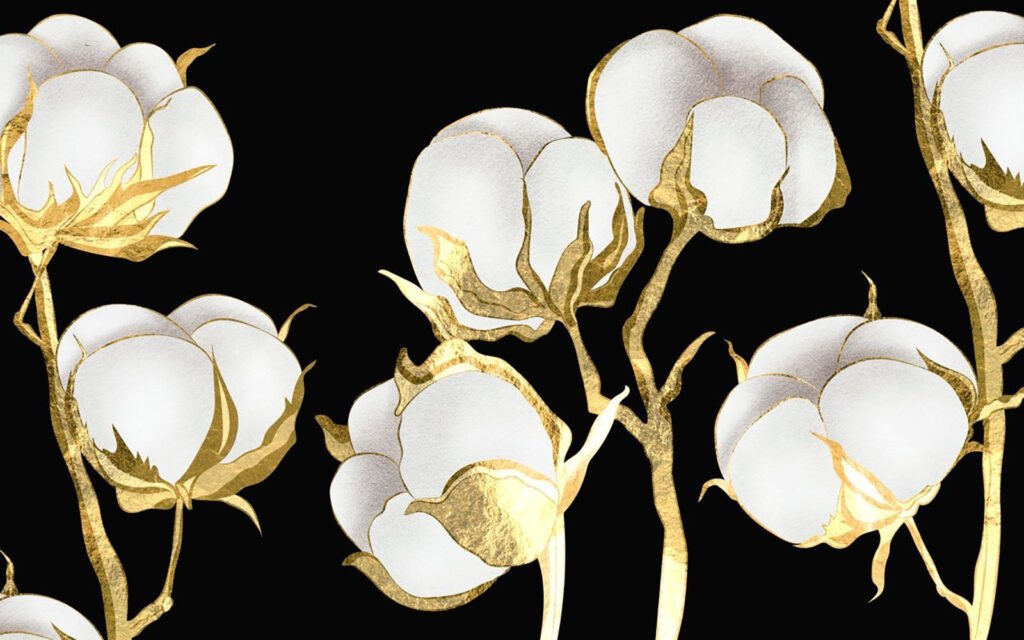 Cotton blooms on a dark backdrop Cotton blooms on a dark backdrop