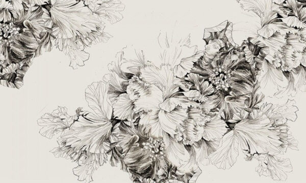 Drawing of flowers on a white background Drawing of flowers on a white background