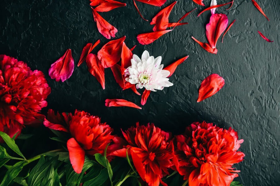 Group of red flowers with petals on a black surface