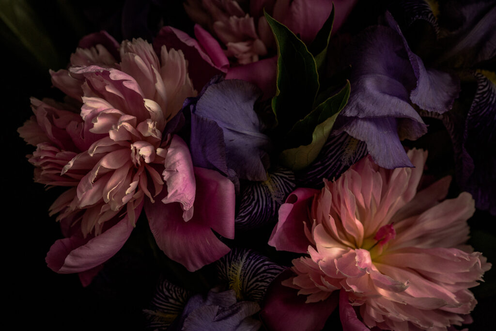 Delicate petals in soft colors Delicate petals in soft colors