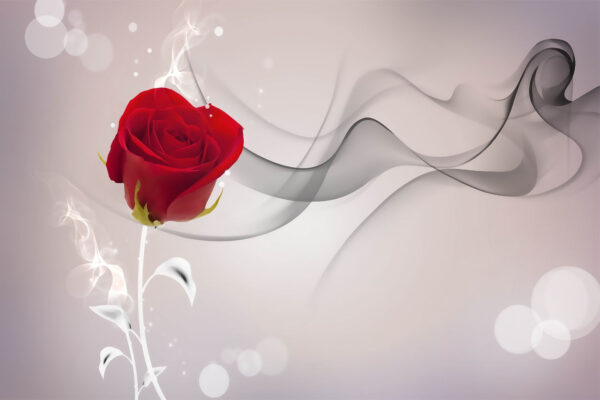Red rose with smoke Red rose with smoke