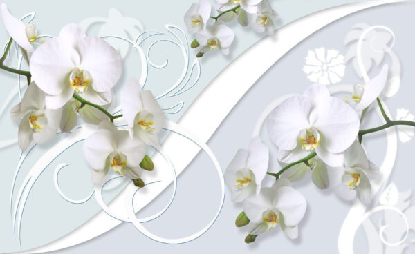 Beautiful orchids on a soft background Beautiful orchids on a soft background