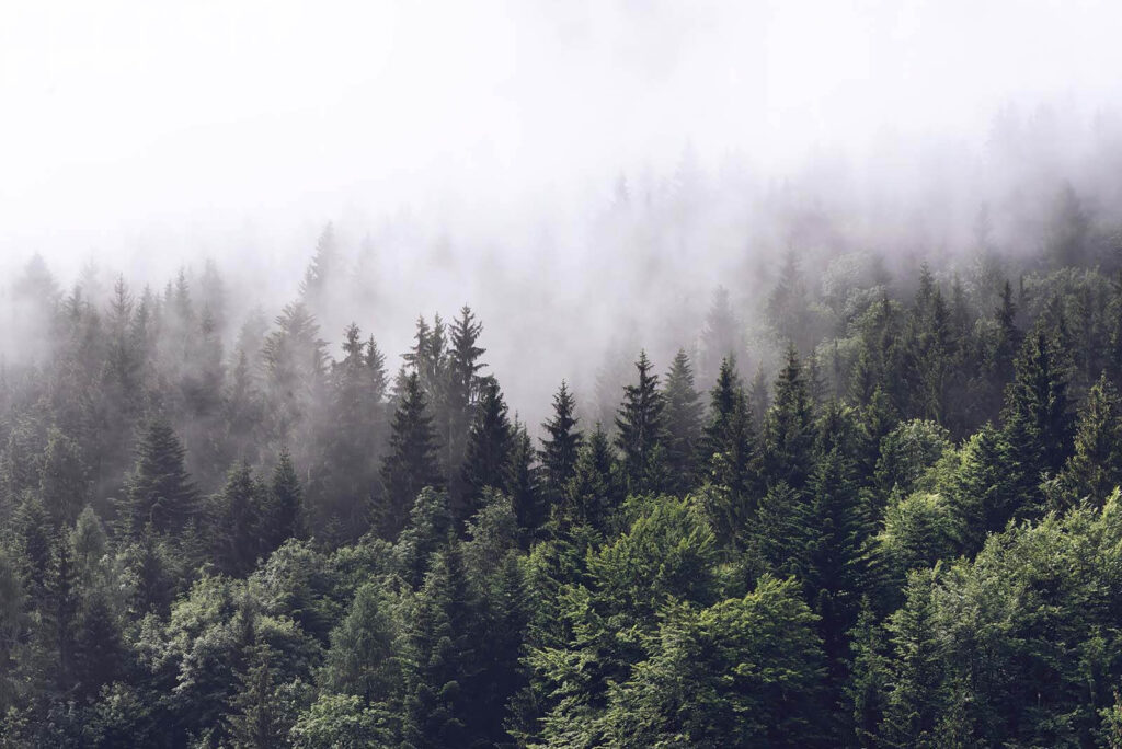 Forest of trees with fog Forest of trees with fog