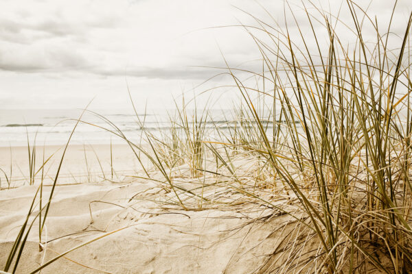 Gentle waves meet coastal grasses Gentle waves meet coastal grasses