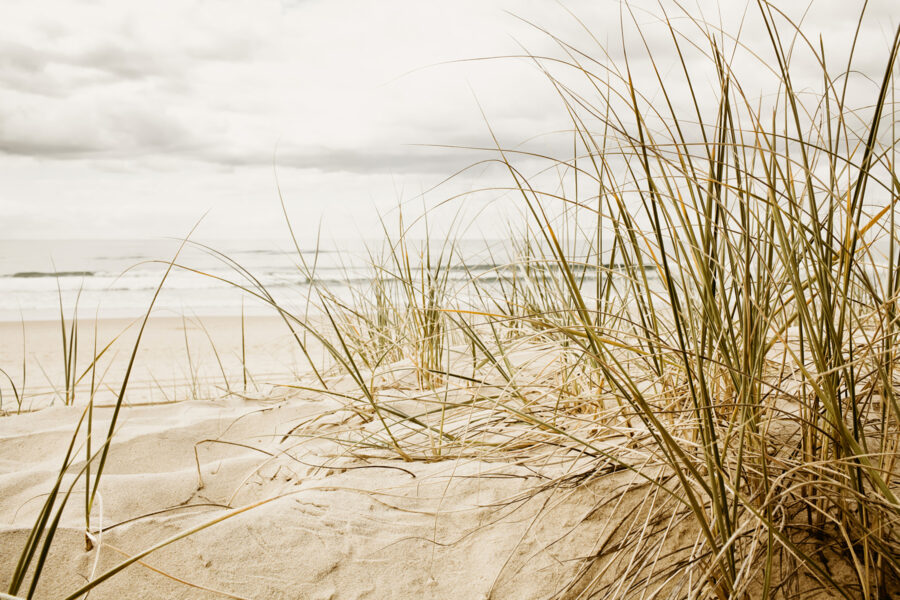 Gentle waves meet coastal grasses