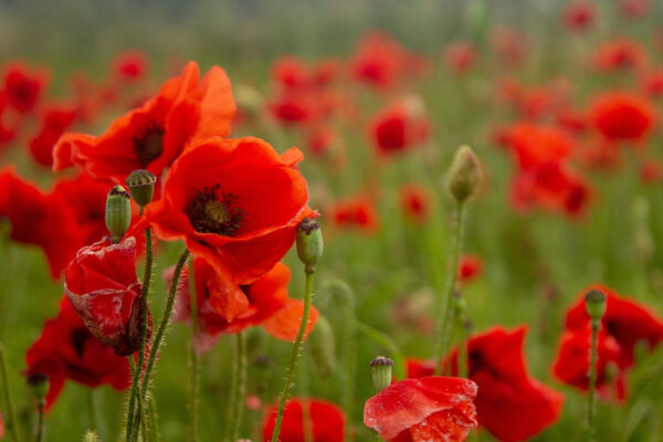 Field of red flowers Field of red flowers