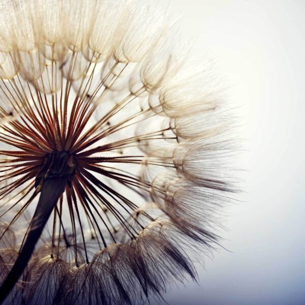 Delicate seeds ready to disperse Delicate seeds ready to disperse