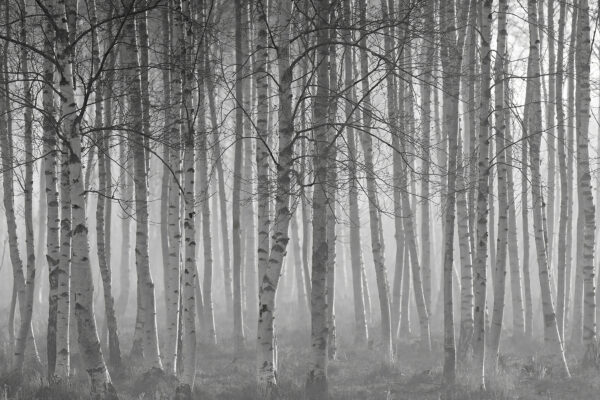 Group of trees in a forest Group of trees in a forest
