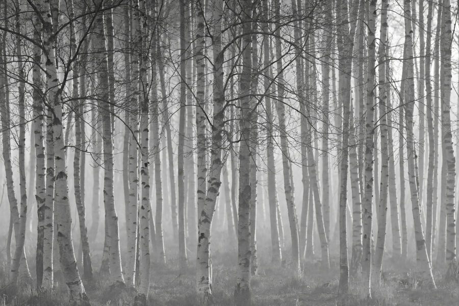 Group of trees in a forest Group of trees in a forest