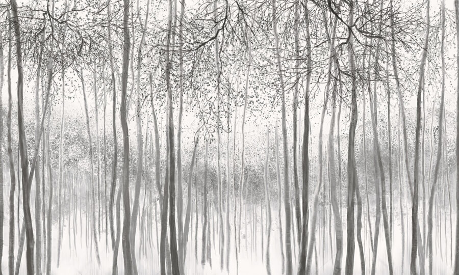 Group of trees in a snowy forest Group of trees in a snowy forest