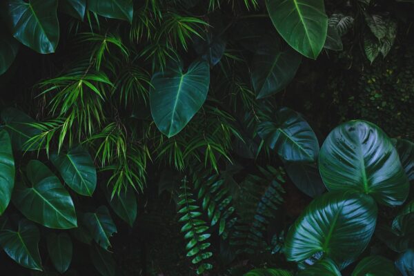 Group of green leaves Group of green leaves