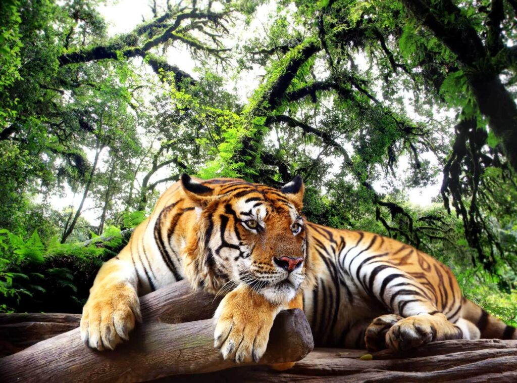 Tiger lying on a log Tiger lying on a log
