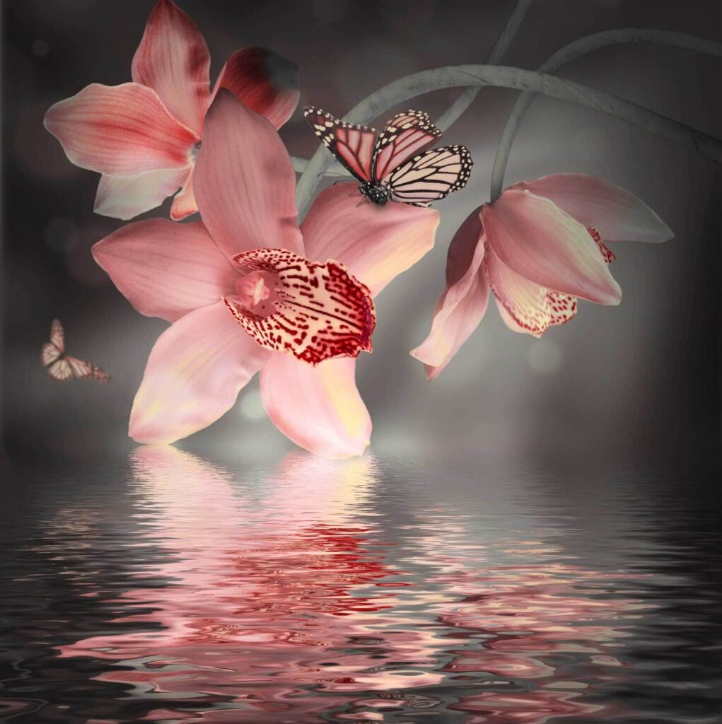 Pink orchids and butterflies on a branch Pink orchids and butterflies on a branch