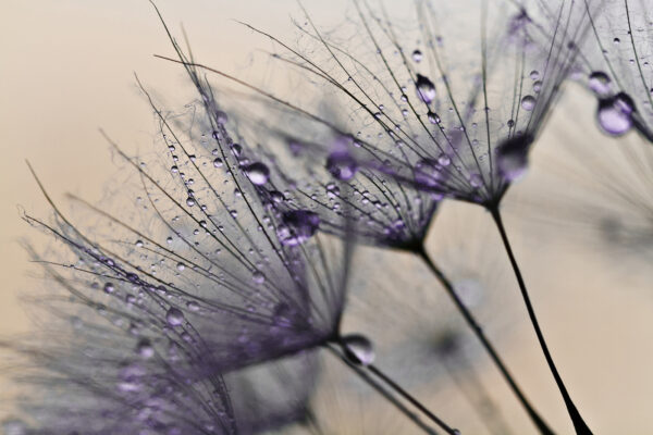 Delicate droplets on fragile petals. Delicate droplets on fragile petals.