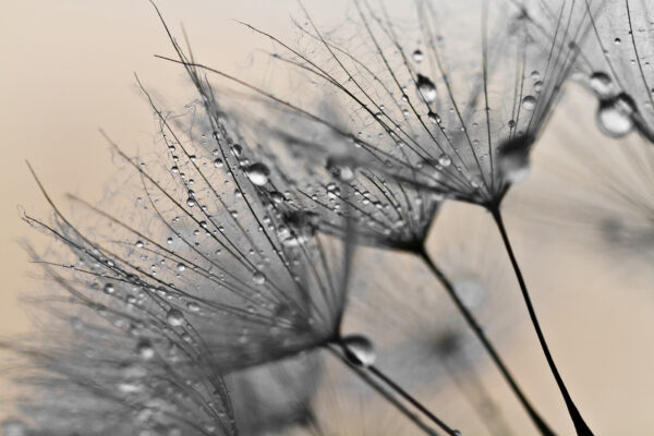Delicate droplets on fragile petals. Delicate droplets on fragile petals.