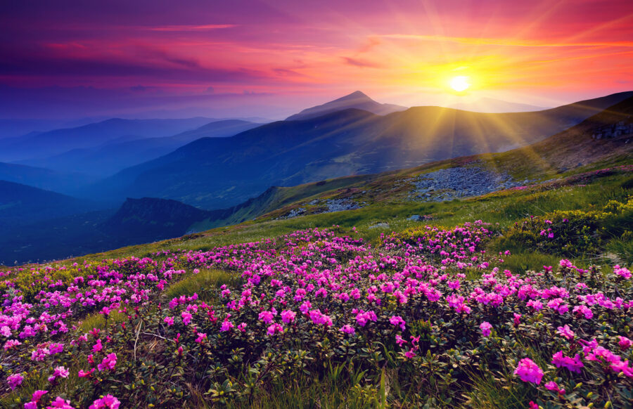 Field of flowers with the sun setting behind them